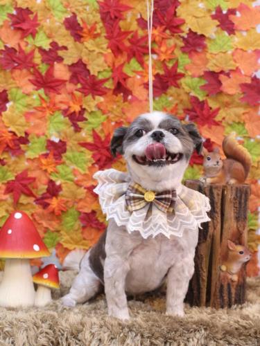 20241123大吉くん